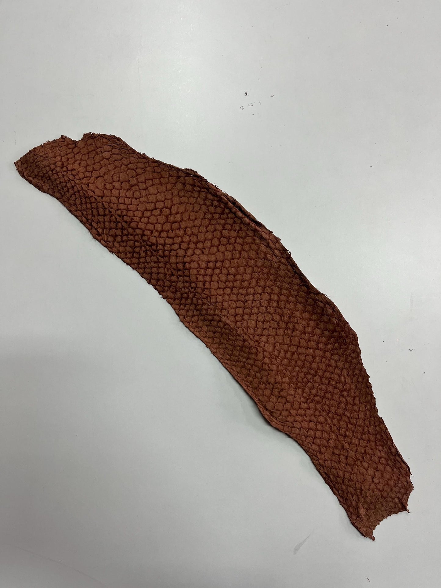 Genuine fish leather hide, perch fish skin, exotic leather for crafts in various colors thickness 0,8mm(2 oz)- 6 skins pack!